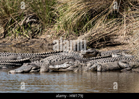 Amerikanische Alligatoren Sonnen am Wasser entlang bei Donnelley Wildlife Management Area 11. März 2017 im grünen Teich, South Carolina. Das Naturschutzgebiet ist Teil des größeren ACE Becken Natur Flüchtlings, eine der größten unbebauten Mündungen entlang der atlantischen Küste der Vereinigten Staaten. Stockfoto