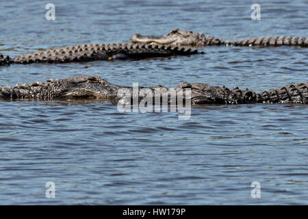 Amerikanische Alligatoren sonnen sich im seichten Wasser bei Donnelley Wildlife Management Area 11. März 2017 in grünen Teich, South Carolina. Das Naturschutzgebiet ist Teil des größeren ACE Becken Natur Flüchtlings, eine der größten unbebauten Mündungen entlang der atlantischen Küste der Vereinigten Staaten. Stockfoto