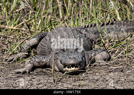 Eine große amerikanische Alligator zeigt Zähne in eine bedrohliche Anzeige bei Donnelley Wildlife Management Area 11. März 2017 im grünen Teich, South Carolina. Das Naturschutzgebiet ist Teil des größeren ACE Becken Natur Flüchtlings, eine der größten unbebauten Mündungen entlang der atlantischen Küste der Vereinigten Staaten. Stockfoto