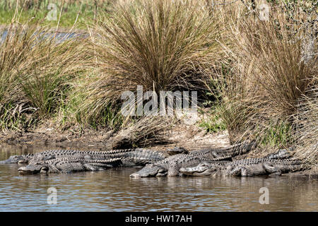 Amerikanische Alligatoren Sonnen am Wasser entlang bei Donnelley Wildlife Management Area 11. März 2017 im grünen Teich, South Carolina. Das Naturschutzgebiet ist Teil des größeren ACE Becken Natur Flüchtlings, eine der größten unbebauten Mündungen entlang der atlantischen Küste der Vereinigten Staaten. Stockfoto