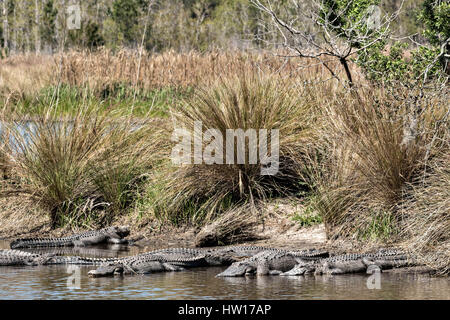 Amerikanische Alligatoren sonnen sich im seichten Wasser bei Donnelley Wildlife Management Area 11. März 2017 in grünen Teich, South Carolina. Das Naturschutzgebiet ist Teil des größeren ACE Becken Natur Flüchtlings, eine der größten unbebauten Mündungen entlang der atlantischen Küste der Vereinigten Staaten. Stockfoto