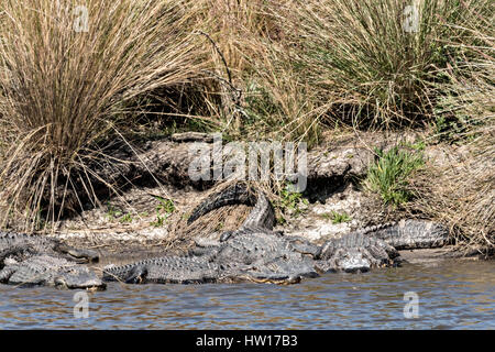 Amerikanische Alligatoren Sonnen am Flussufer bei Donnelley Wildlife Management Area 11. März 2017 im grünen Teich, South Carolina. Das Naturschutzgebiet ist Teil des größeren ACE Becken Natur Flüchtlings, eine der größten unbebauten Mündungen entlang der atlantischen Küste der Vereinigten Staaten. Stockfoto