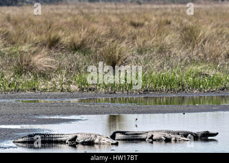 Amerikanische Alligatoren Sonnen am Flussufer bei Donnelley Wildlife Management Area 11. März 2017 im grünen Teich, South Carolina. Das Naturschutzgebiet ist Teil des größeren ACE Becken Natur Flüchtlings, eine der größten unbebauten Mündungen entlang der atlantischen Küste der Vereinigten Staaten. Stockfoto