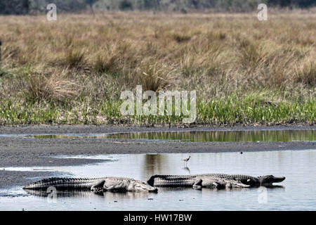 Amerikanische Alligatoren Sonnen am Flussufer bei Donnelley Wildlife Management Area 11. März 2017 im grünen Teich, South Carolina. Das Naturschutzgebiet ist Teil des größeren ACE Becken Natur Flüchtlings, eine der größten unbebauten Mündungen entlang der atlantischen Küste der Vereinigten Staaten. Stockfoto