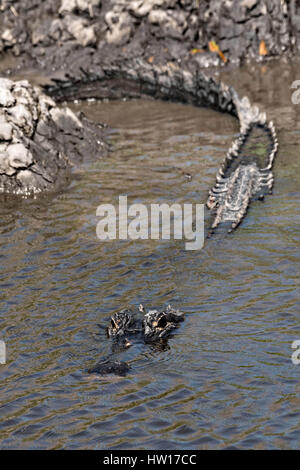 Ein amerikanischer Alligator verbirgt sich teilweise entlang einem Sumpf bei Donnelley Wildlife Management Area 11. März 2017 im grünen Teich, South Carolina. Das Naturschutzgebiet ist Teil des größeren ACE Becken Natur Flüchtlings, eine der größten unbebauten Mündungen entlang der atlantischen Küste der Vereinigten Staaten. Stockfoto