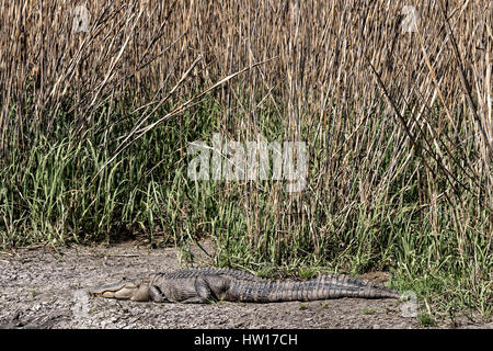 Ein amerikanischer Alligator sonnt sich am Rand von einem Sumpf bei Donnelley Wildlife Management Area 11. März 2017 in grünen Teich, South Carolina. Das Naturschutzgebiet ist Teil des größeren ACE Becken Natur Flüchtlings, eine der größten unbebauten Mündungen entlang der atlantischen Küste der Vereinigten Staaten. Stockfoto