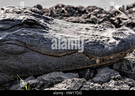 Eine sehr große amerikanische Alligator sonnt sich bei Donnelley Wildlife Management Area, 11. März 2017 im grünen Teich, South Carolina. Das Naturschutzgebiet ist Teil des größeren ACE Becken Natur Flüchtlings, eine der größten unbebauten Mündungen entlang der atlantischen Küste der Vereinigten Staaten. Stockfoto