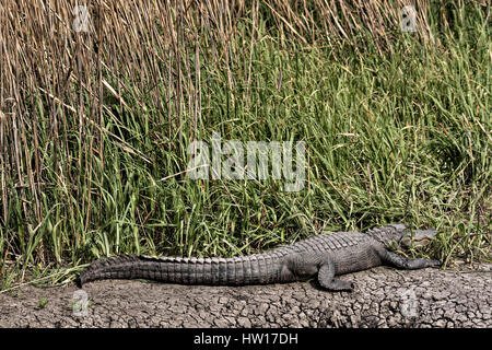 Eine große amerikanische Alligator sonnt sich am Rande des Sumpfgras bei Donnelley Wildlife Management Area, 11. März 2017 im grünen Teich, South Carolina. Das Naturschutzgebiet ist Teil des größeren ACE Becken Natur Flüchtlings, eine der größten unbebauten Mündungen entlang der atlantischen Küste der Vereinigten Staaten. Stockfoto