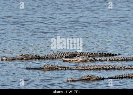 Amerikanische Alligatoren sonnen sich im seichten Wasser bei Donnelley Wildlife Management Area 11. März 2017 in grünen Teich, South Carolina. Das Naturschutzgebiet ist Teil des größeren ACE Becken Natur Flüchtlings, eine der größten unbebauten Mündungen entlang der atlantischen Küste der Vereinigten Staaten. Stockfoto