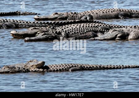 Amerikanische Alligatoren sonnen sich im seichten Wasser bei Donnelley Wildlife Management Area 11. März 2017 in grünen Teich, South Carolina. Das Naturschutzgebiet ist Teil des größeren ACE Becken Natur Flüchtlings, eine der größten unbebauten Mündungen entlang der atlantischen Küste der Vereinigten Staaten. Stockfoto