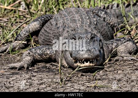 Eine große amerikanische Alligator zeigt Zähne in eine bedrohliche Anzeige bei Donnelley Wildlife Management Area 11. März 2017 im grünen Teich, South Carolina. Das Naturschutzgebiet ist Teil des größeren ACE Becken Natur Flüchtlings, eine der größten unbebauten Mündungen entlang der atlantischen Küste der Vereinigten Staaten. Stockfoto