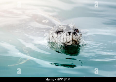 Dichtung in den blauen Gewässern Stockfoto