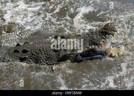 Krokodil, Krokodil Stockfoto