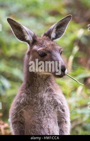 Western-graue Känguru (Macropus Fuliginosus) Stockfoto