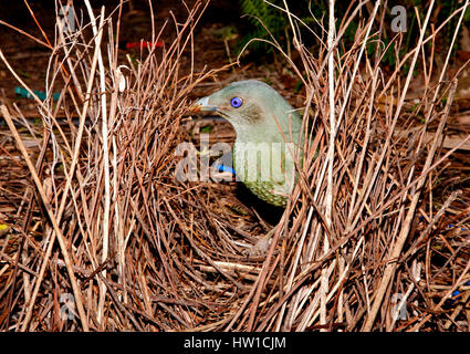 Satin Laubenvogel, Ptilonorhynchus Violaceus, Bau der Laube. Eine unreife männlich. Stockfoto