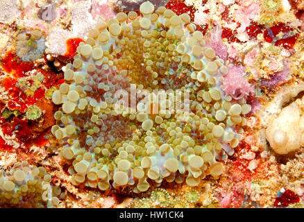 Corallimorpharian, oder Corallimorph, Discosoma sp oder Actinodiscus sp am Riff. Stockfoto