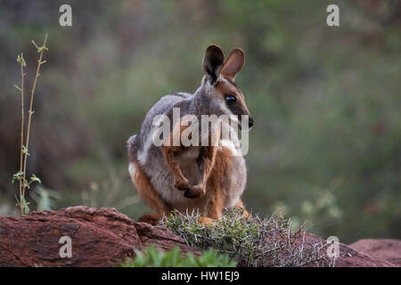 Gelb-footed Rock-Wallaby (Petrogale Xanthopus) Stockfoto