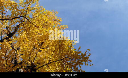 Gelbe Ginkgo Blätter mit blauem Himmel im Herbst, Japan Stockfoto