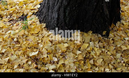 Gefallene gelbe Ginkgo Blätter rund um einen Baumstamm Stockfoto