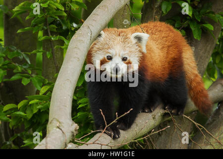 Foto von einer Erwachsenen Roter Panda zu Fuß entlang einem Ast etwas betrachten Stockfoto
