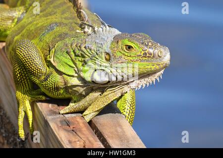 Leguan Suning selbst auf der Anklagebank Stockfoto