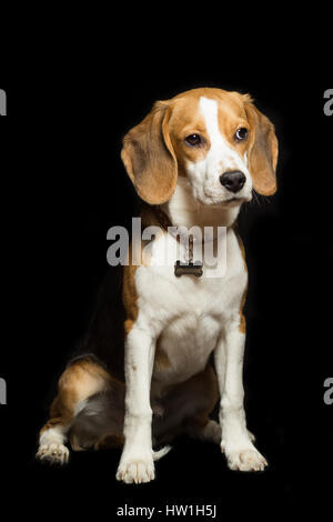 Eine traurige Beagle Welpe sitzt, isoliert auf schwarz. Stockfoto