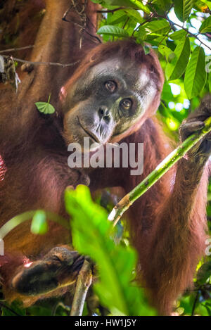 Porträt eines neugierigen, wilden Nordost-bornean-Orang-Utans (Pongo pygmaeus morio) im Kutai-Nationalpark, Indonesien. Stockfoto