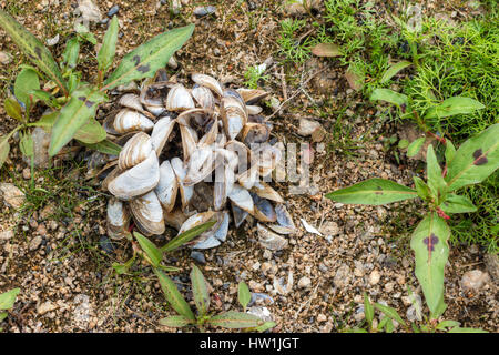 Detail der Schalen von Süßwassermuscheln Stockfoto