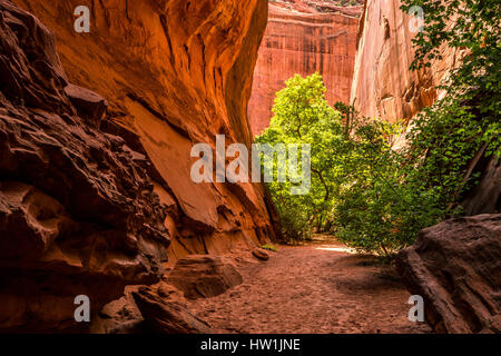Grün i eine schmale red Rock Canyon entlang Burr Trail, Süd-Utah. Stockfoto