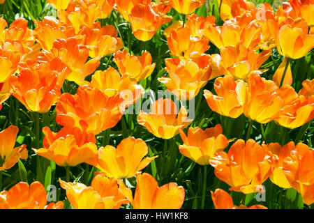 Gruppe der Blüte orange Tulpen von oben Stockfoto