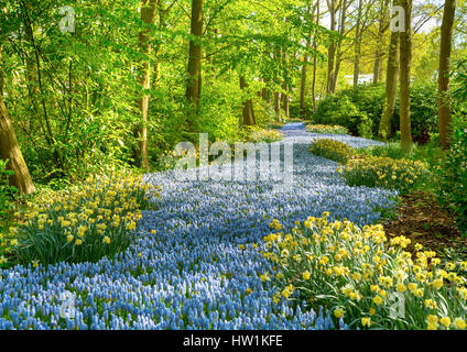 Grape Hyacinth im Keukenhof Park, Holland Stockfoto