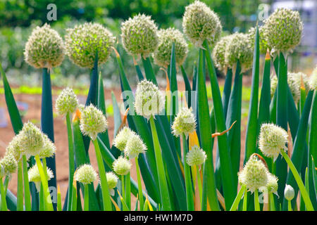 Winterzwiebel Blume Kanagawa Japan Stockfoto