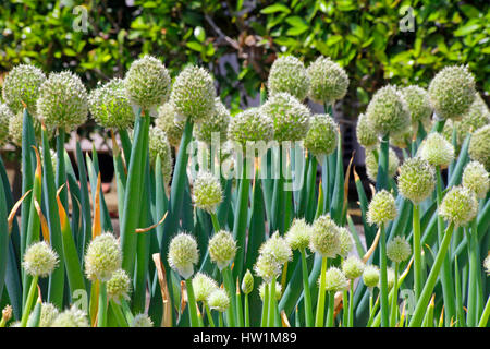 Winterzwiebel Blume Kanagawa Japan Stockfoto