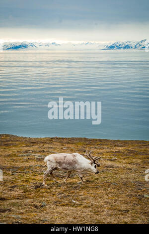 Rentier essen Grass infront von Meer und Bergen in langsam in Spitzbergen, Arktis Stockfoto