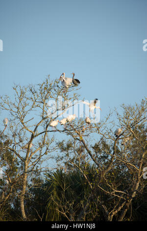 Weißer Ibis und einer dreifarbigen Heron, Merritt Island National Wildlife Refuge, FL Stockfoto