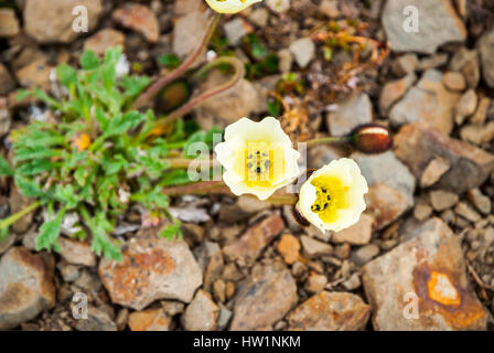 Arktischer Mohn (Papaver Radicatum) blüht in svalbard Stockfoto