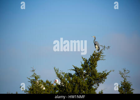 Dreifarbigen Reiher und weißer Ibis thront in einem Baum, Merritt Island National Wildlife Refuge, FL Stockfoto