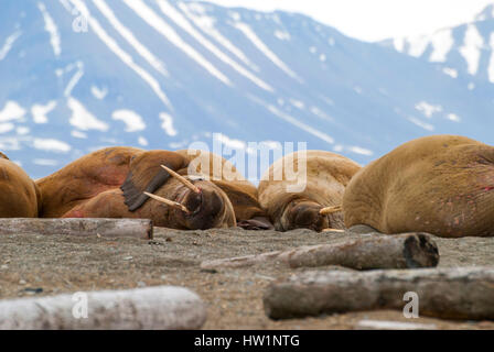 Walrösser liegen am Ufer auf Spitzbergen, Arktis Stockfoto