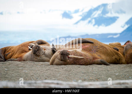 Walrösser liegen am Ufer auf Spitzbergen, Arktis Stockfoto