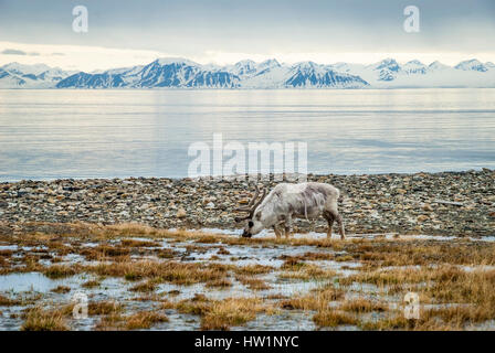 Rentier essen Grass infront von Meer und Bergen in langsam in Spitzbergen, Arktis Stockfoto