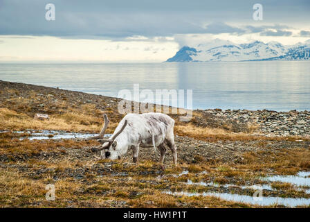 Rentier essen Grass infront von Meer und Bergen in langsam in Spitzbergen, Arktis Stockfoto