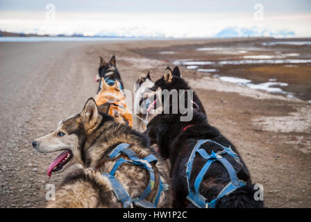 Rodeln Hunde bereit, ziehen den Schlitten auf Spitzbergen, Arktis Stockfoto