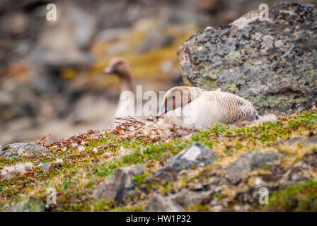 Reibe weißen fronted Goose Verschachtelung in der arktischen tundra Stockfoto