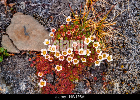 Getuftete Steinbrech Blüte, Spitzbergen, Norwegen Stockfoto