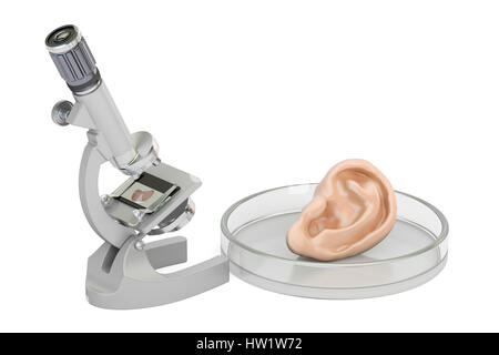 Labor-Mikroskop mit menschlichen Ohr, wachsende Orgel in der Labor-Konzept. 3D-Rendering Stockfoto