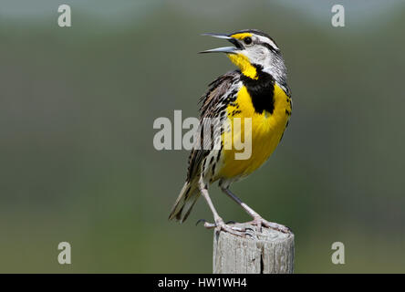 Östlichen Meadowlark, putzen, während auf einem Zaunpfahl Sturnella Magna thront. Florida-USA Stockfoto