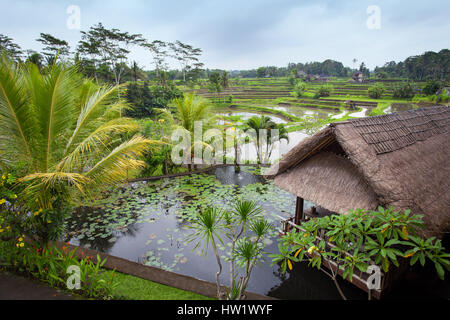 See mit Seerosen und einem Brunnen, Hütte mit Strohdach im Hintergrund des Dschungels, üppiger tropischer Vegetation, Bali Indonesien Stockfoto