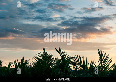 Am frühen Morgen über dem Regenwald, Wolken, beleuchtet von der Sonne und eine Nahaufnahme der Blätter der Palmen. Stockfoto