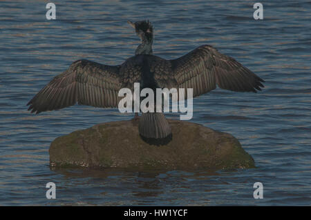 Kormoran auf einem Felsen sonnen sich Stockfoto