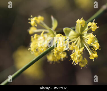 Die frühen leuchtenden gelben Blüten von Cornus Mas auch bekannt als Cornelian Cherry, Europäische Kornelkirsche oder Ccherry Hartriegel, sonnendurchfluteten vor einem dunklen Hintergrund Stockfoto